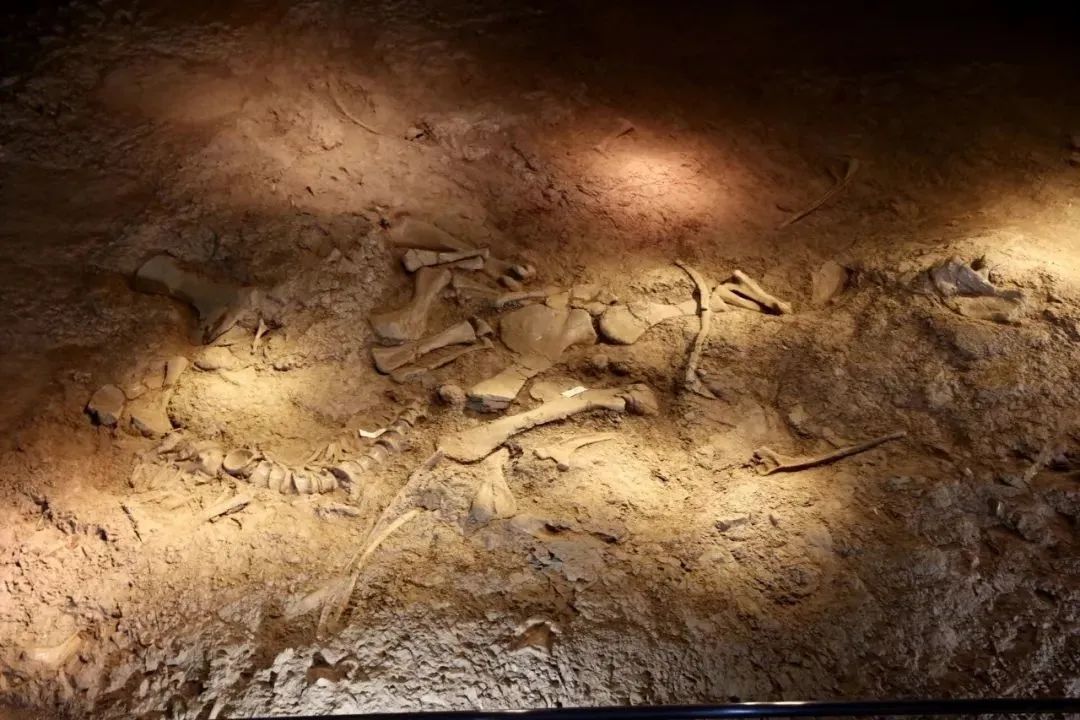 云南省文化和旅游厅