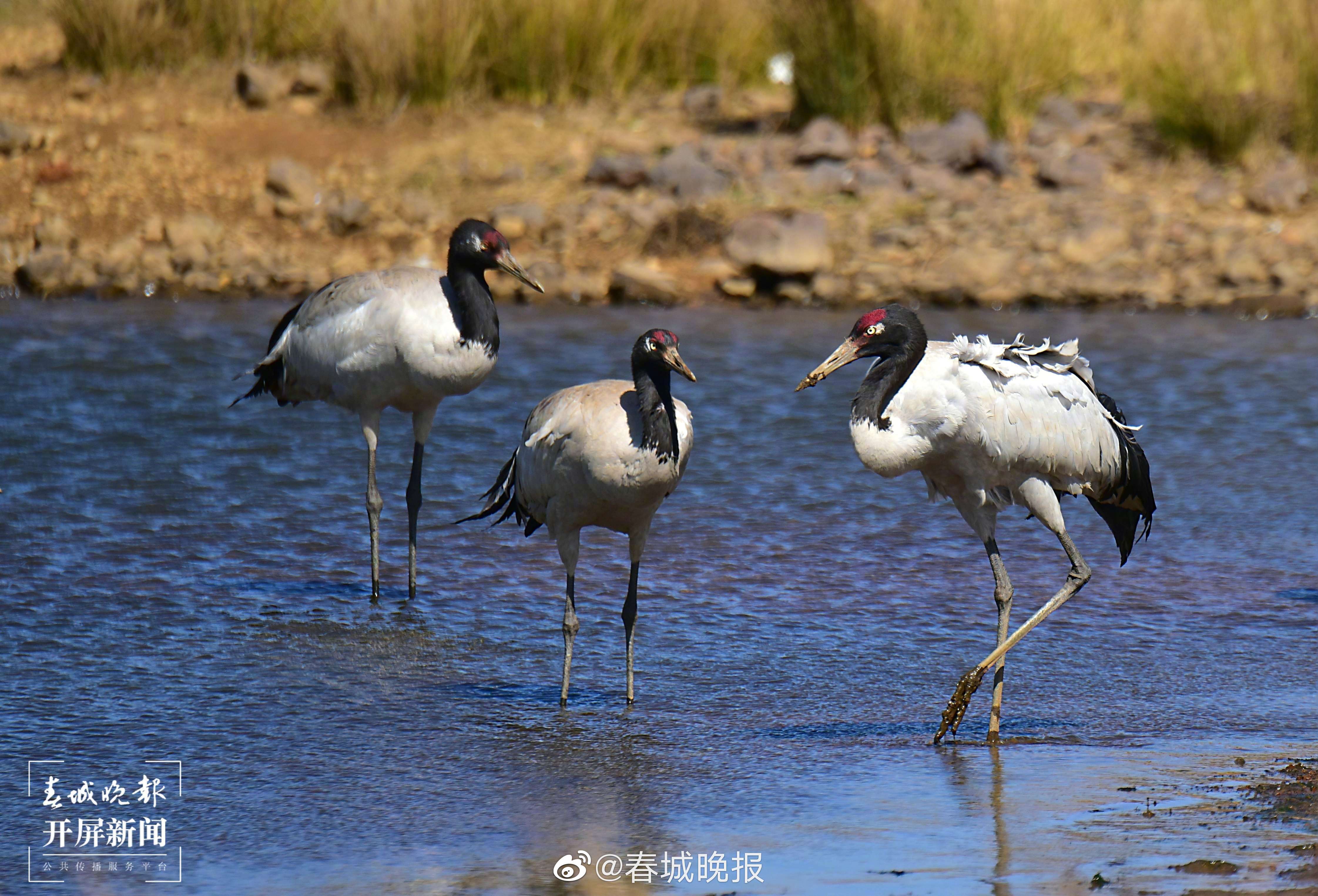 春城晚报