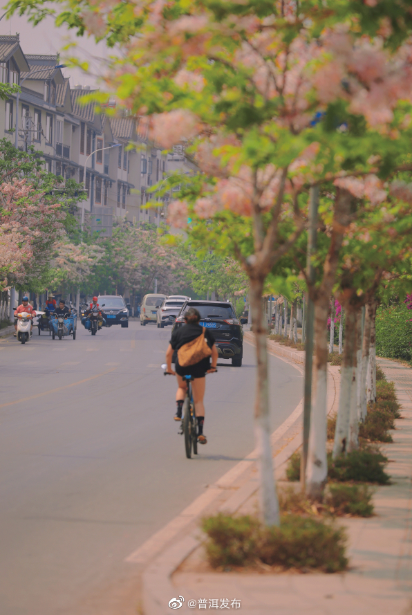 普洱发布