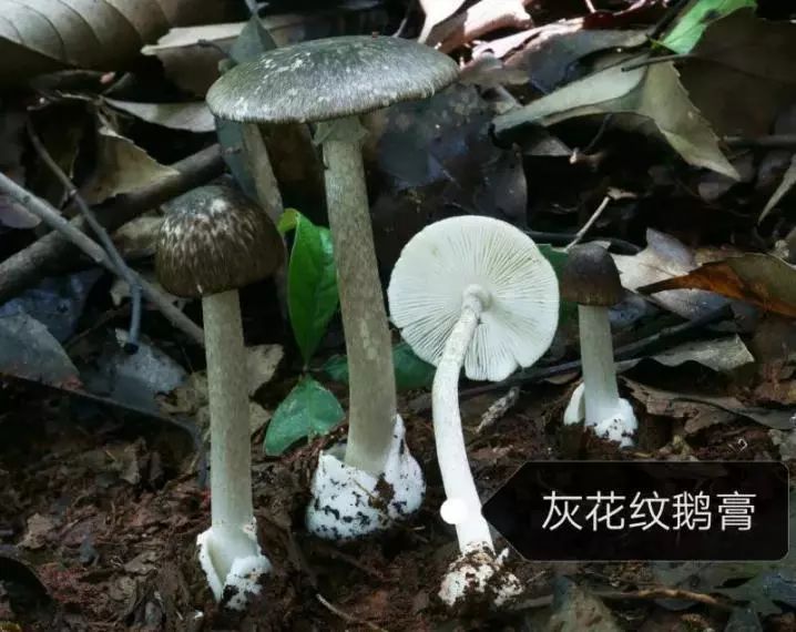 宜良之窗