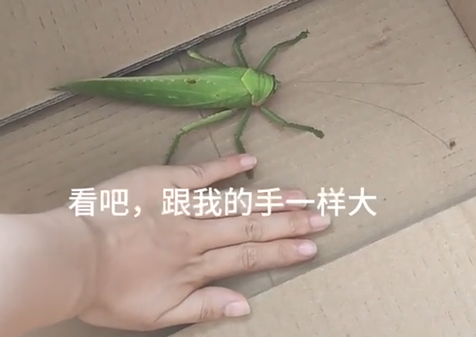 掌上春城