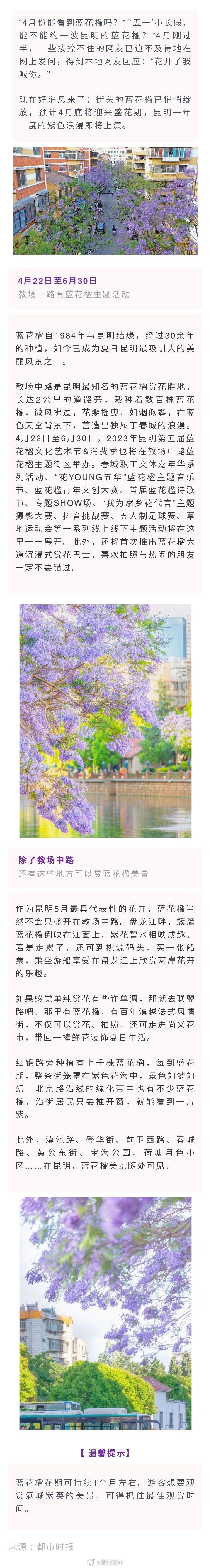 绝绝紫！蓝花楹如约而至 绽放等你