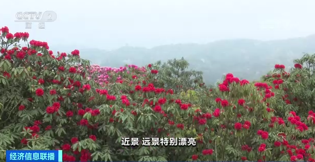 昆明信息港/cnkmxxg