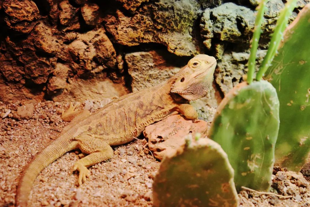 云南野生动物园