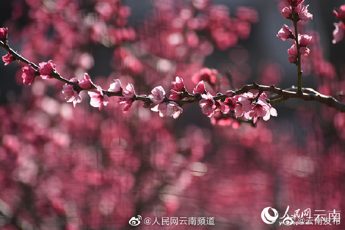 “云南发布”微博