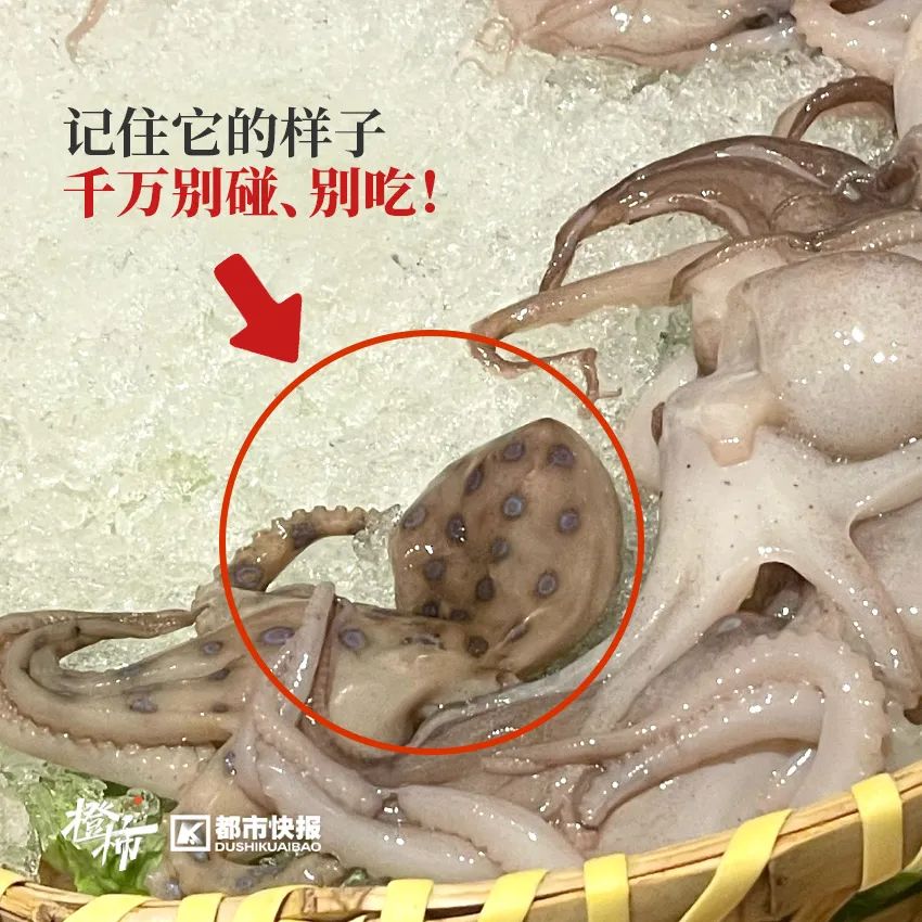 掌上春城