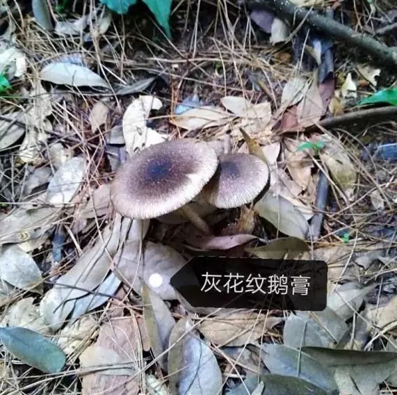 宜良之窗