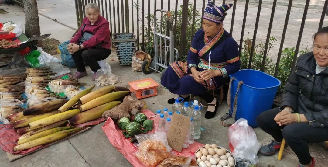 西双版纳望天树景区