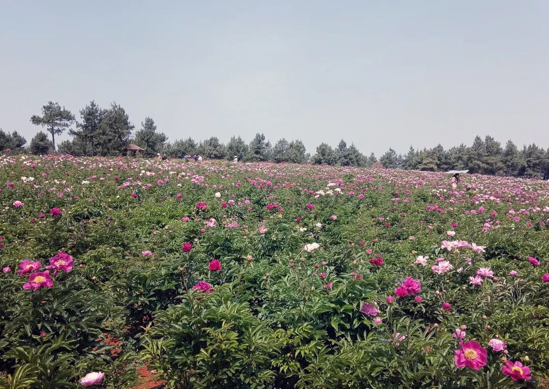 昆明信息港/cnkmxxg