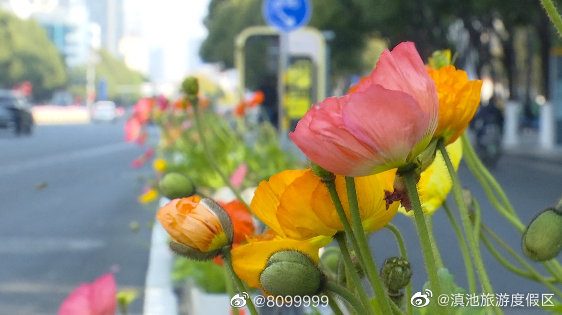 骑着电动车来绿化带里选花、偷花？月季：大姐，我不只属于你！