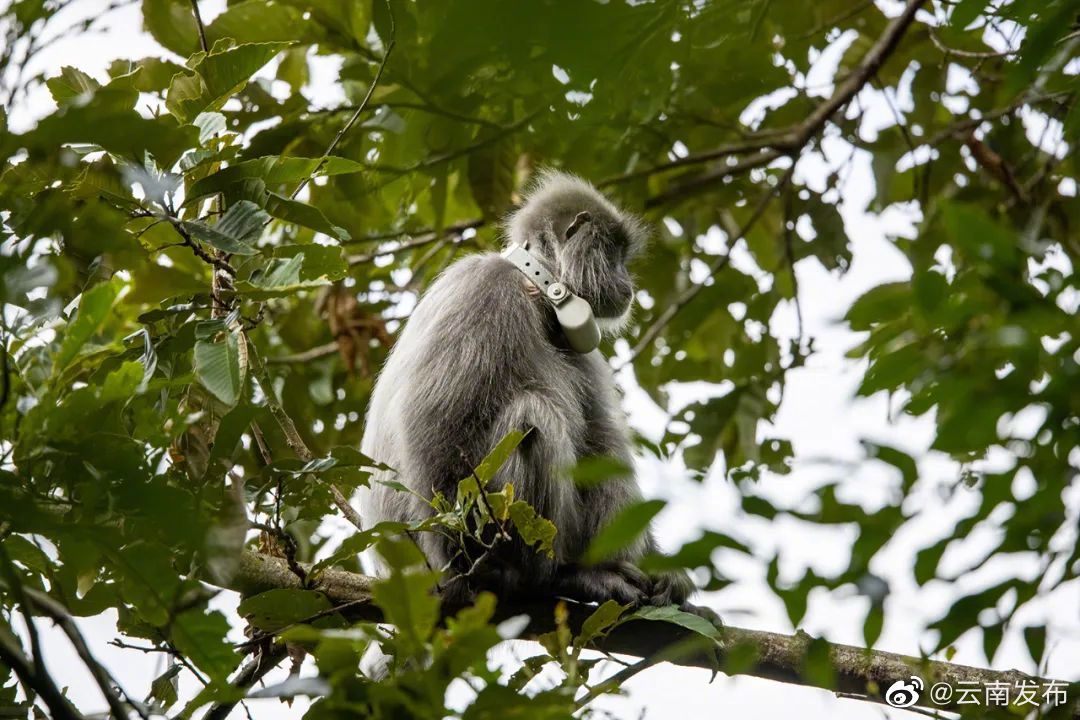 普洱景东印支灰叶猴首次佩戴项圈跟踪器