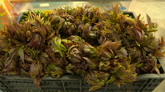 昆明信息港/cnkmxxg