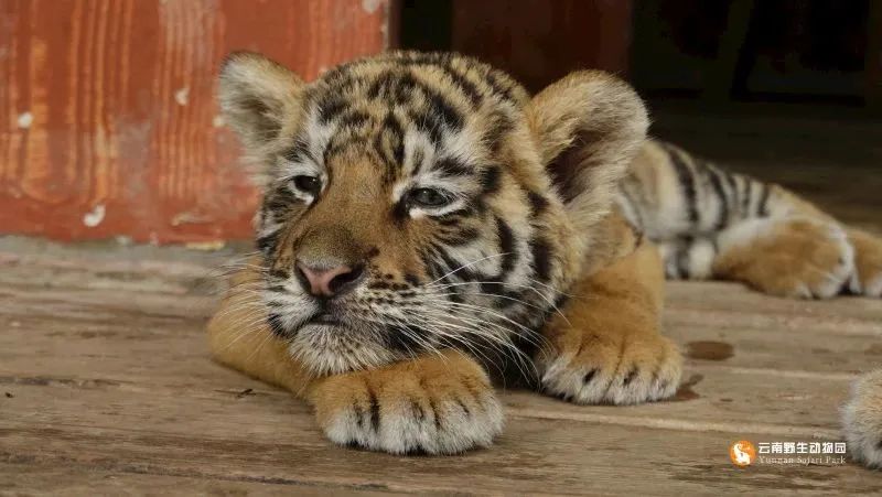 云南野生动物园