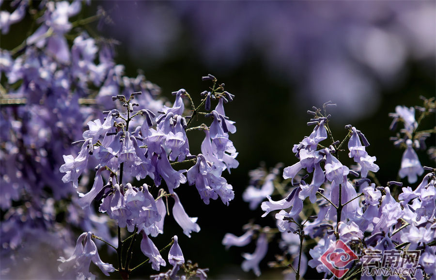 新华网云南频道