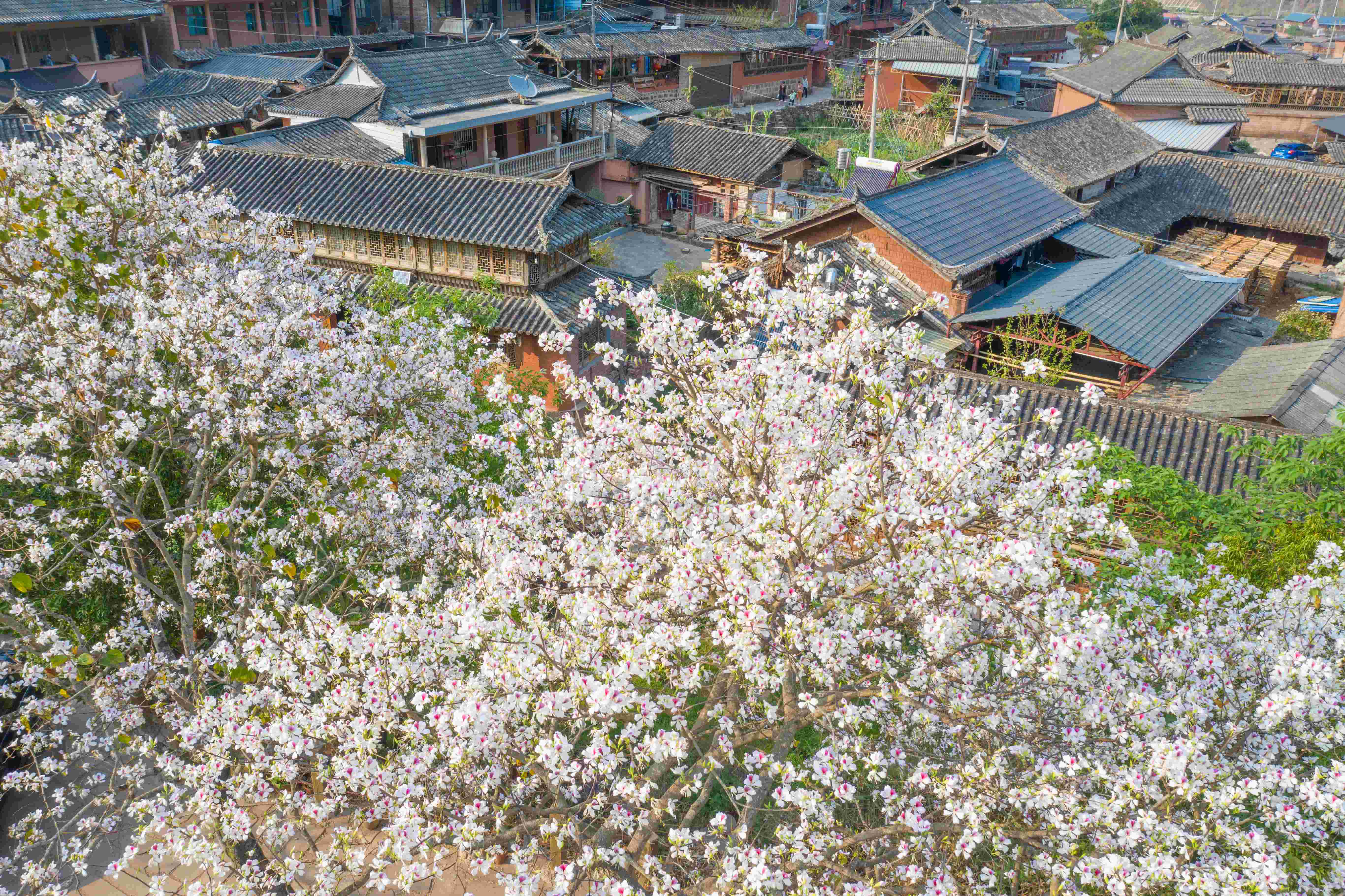 云南省文化和旅游厅