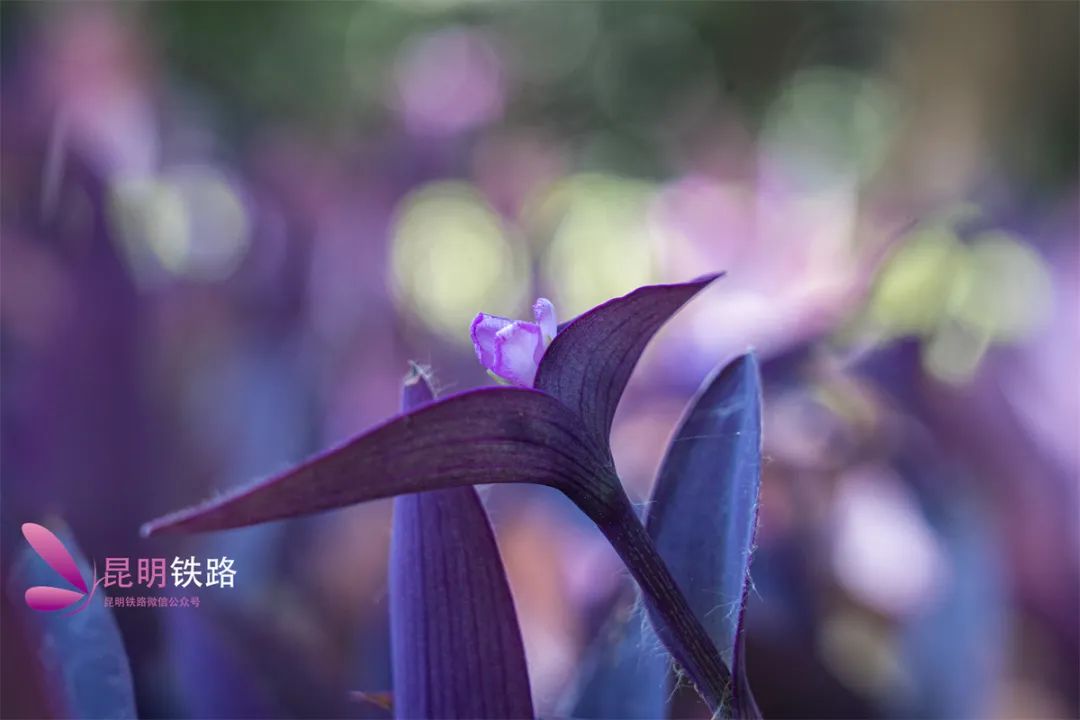 昆明铁路