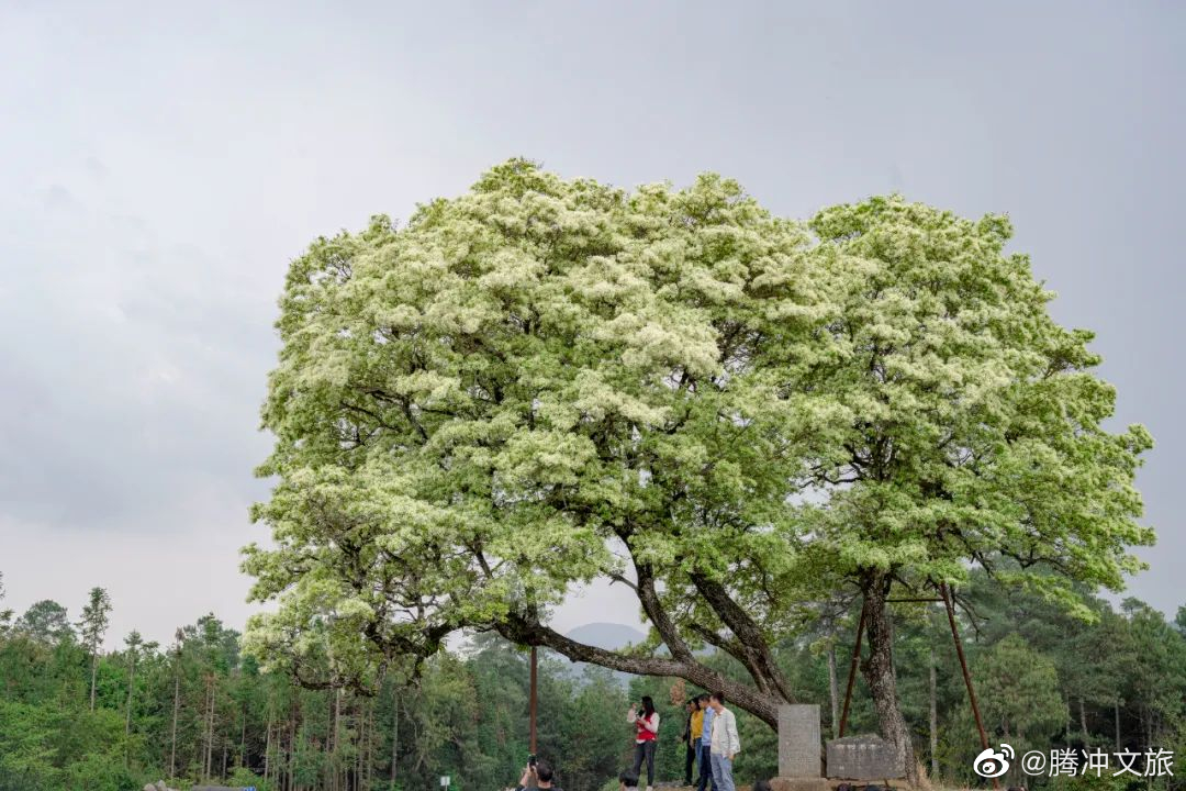腾冲文旅微博