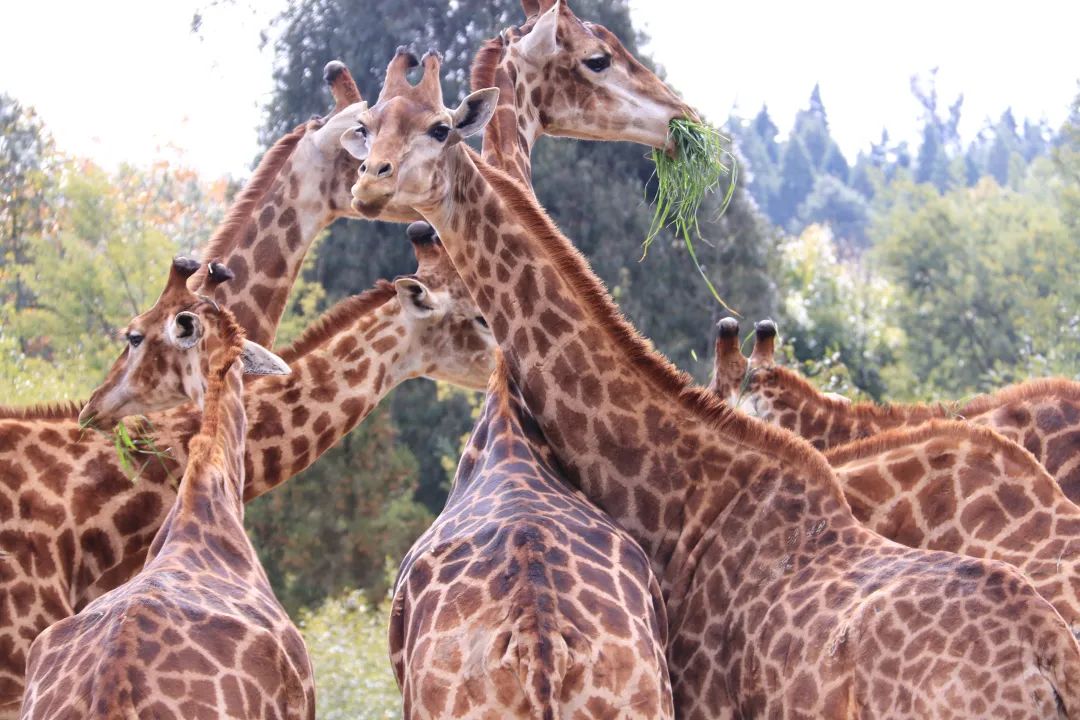 云南野生动物园