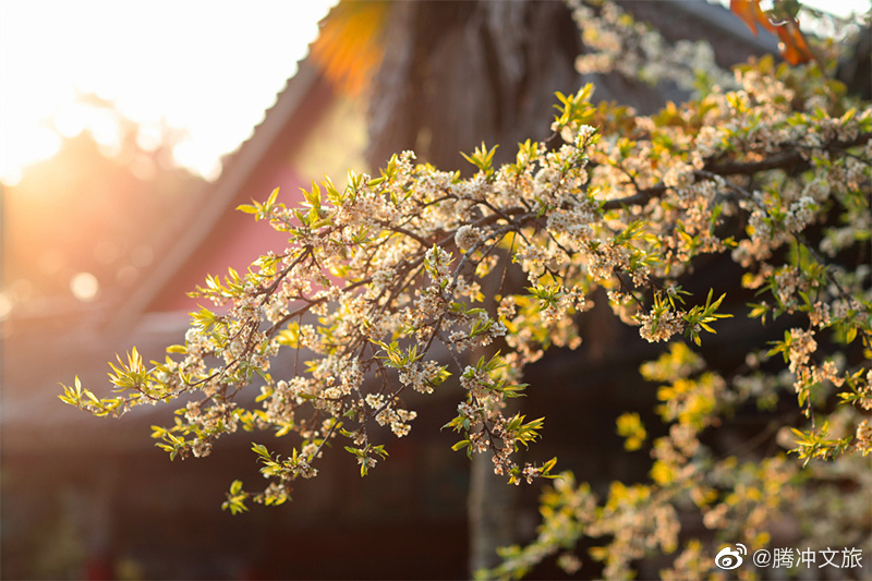 腾冲文旅微博