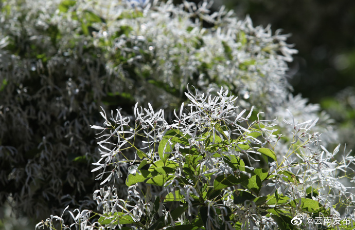 “云南发布”微博