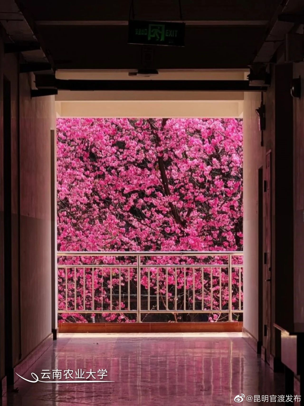 “昆明官渡发布”微博