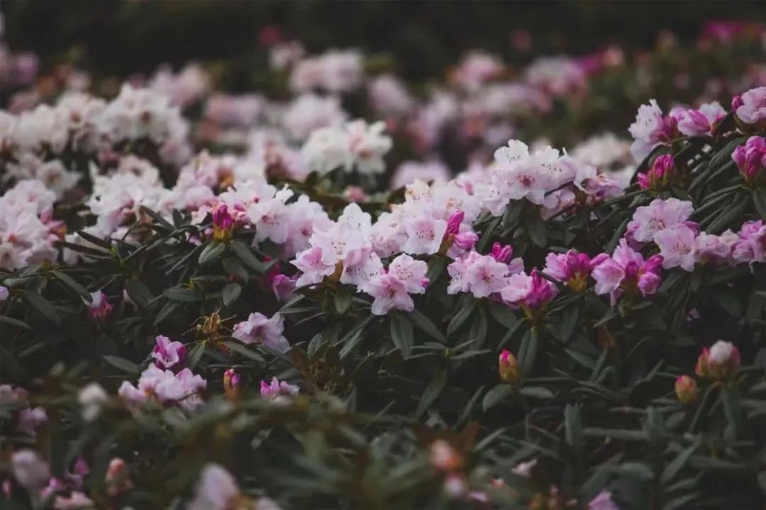 微丽江