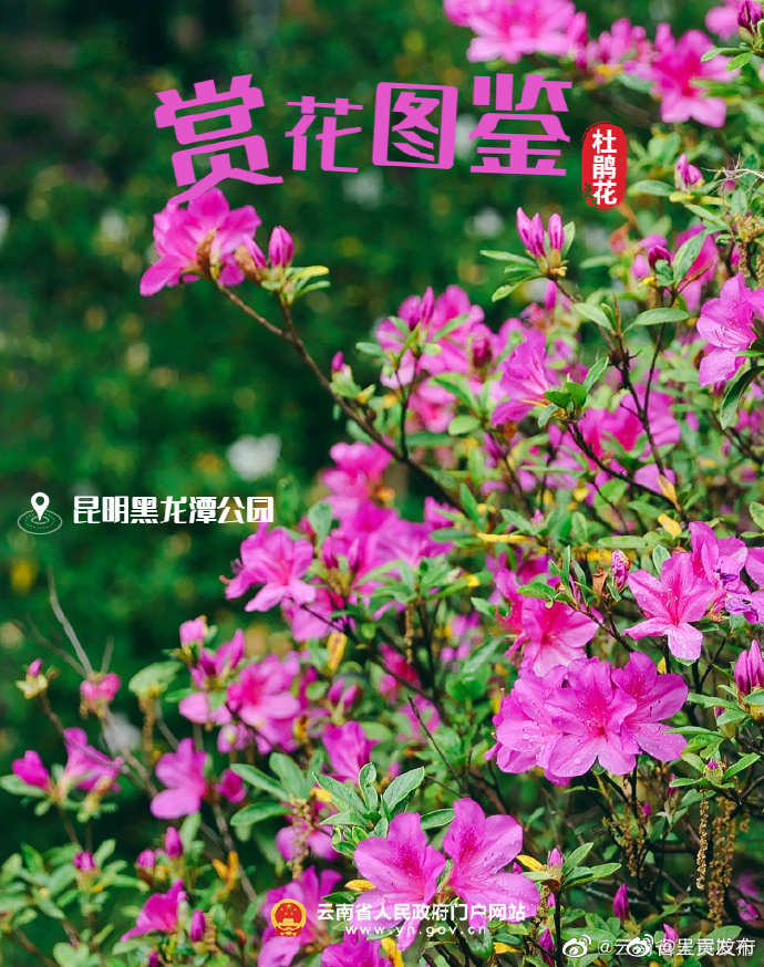 呈贡发布