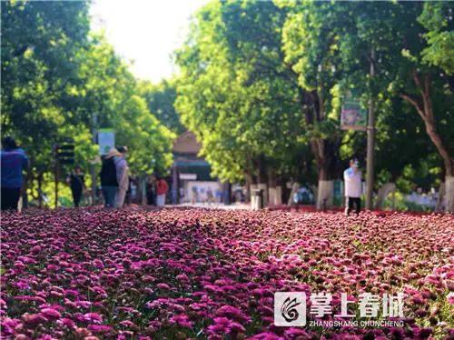 掌上春城