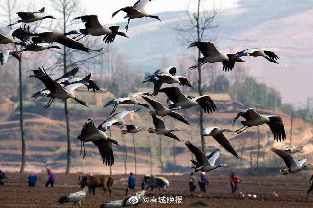 春城晚报