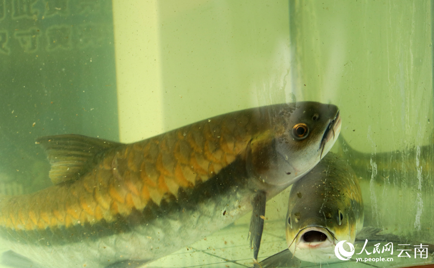 昆明信息港/cnkmxxg