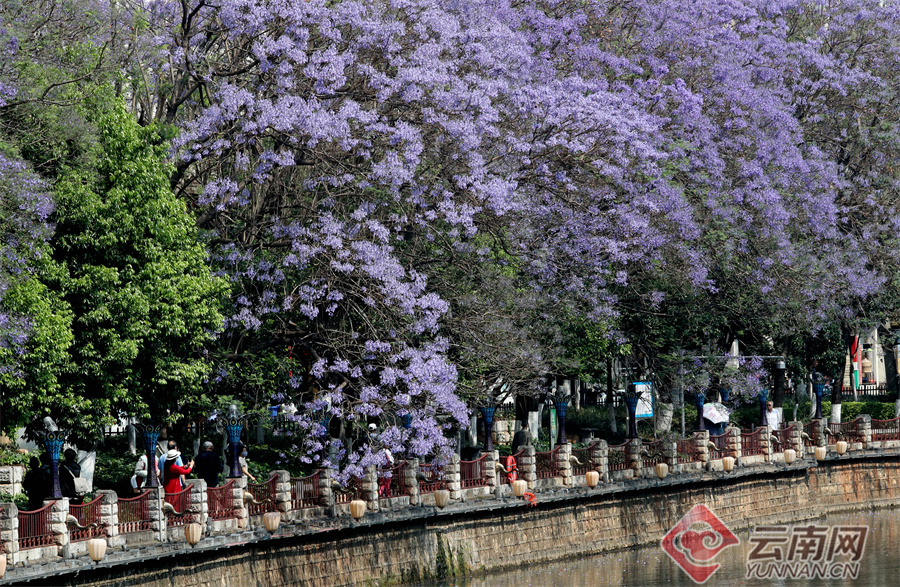 新华网云南频道