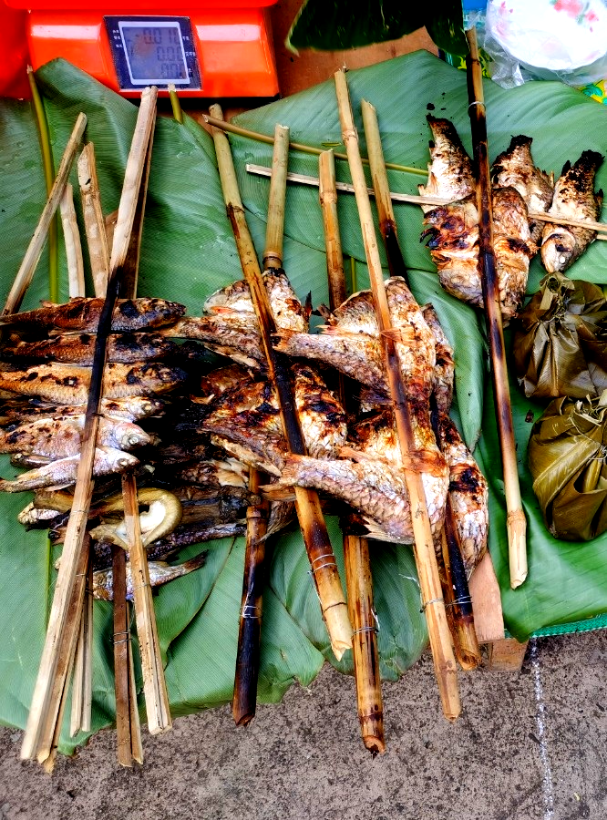 西双版纳望天树景区