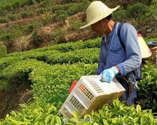镇安镇茶园实现农业产值近3000万元