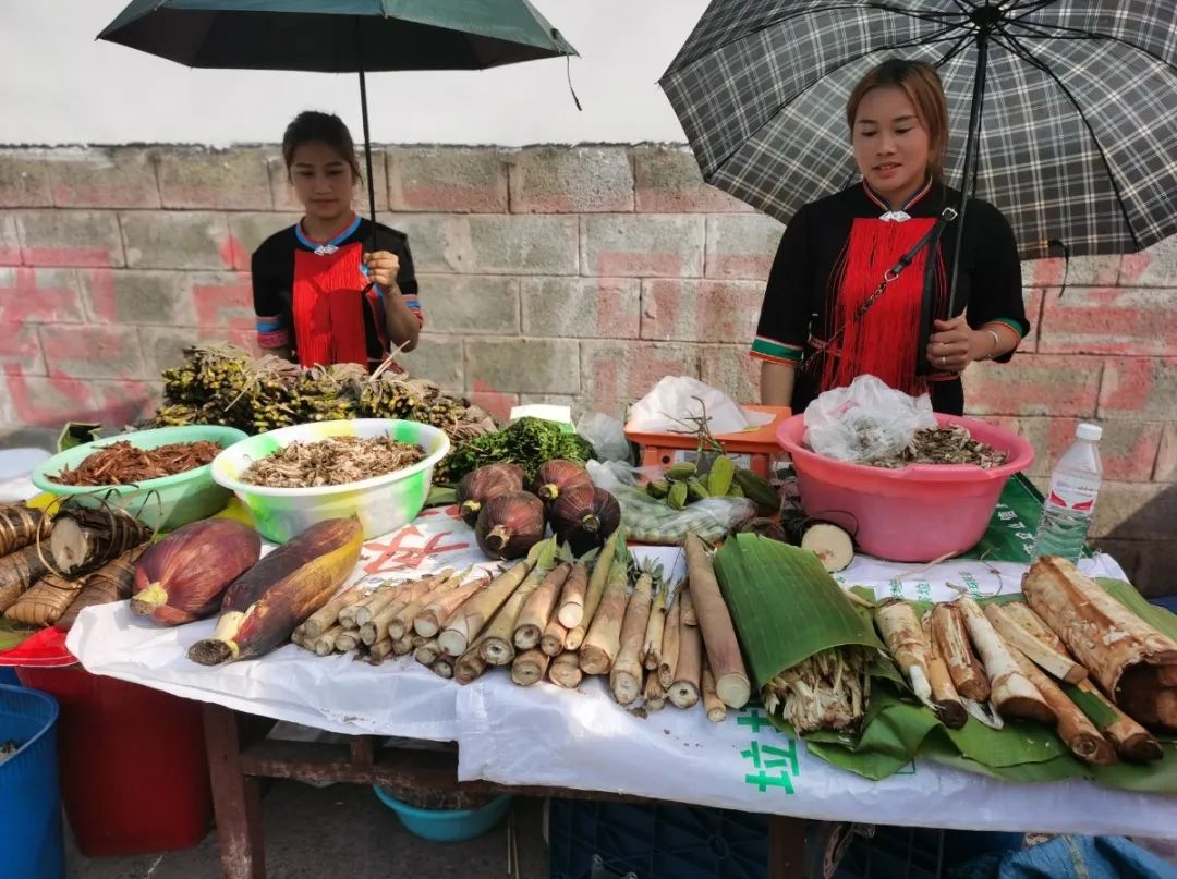 西双版纳望天树景区