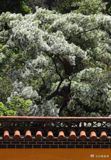 “云南发布”微博