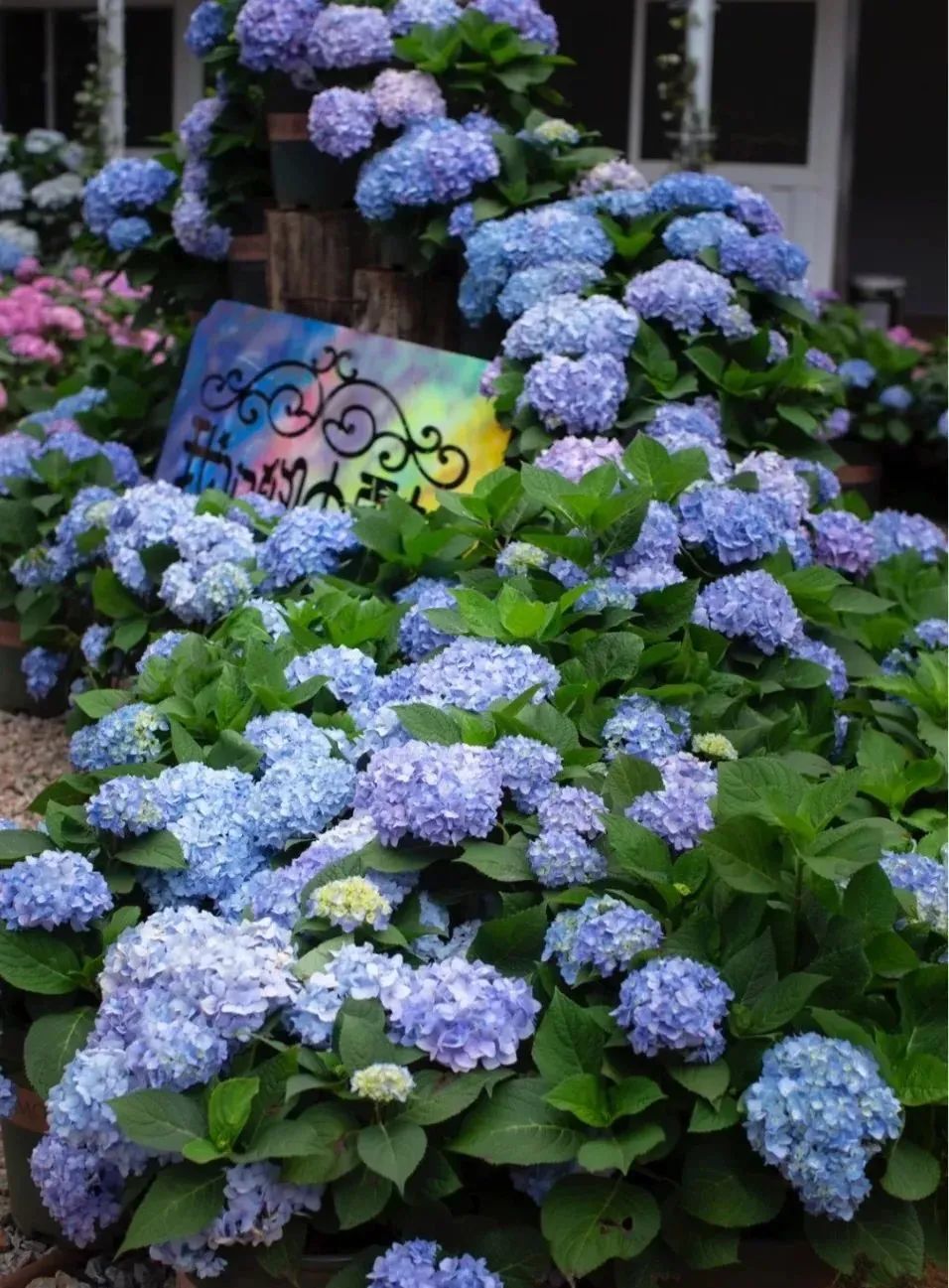 昆明公共文化云