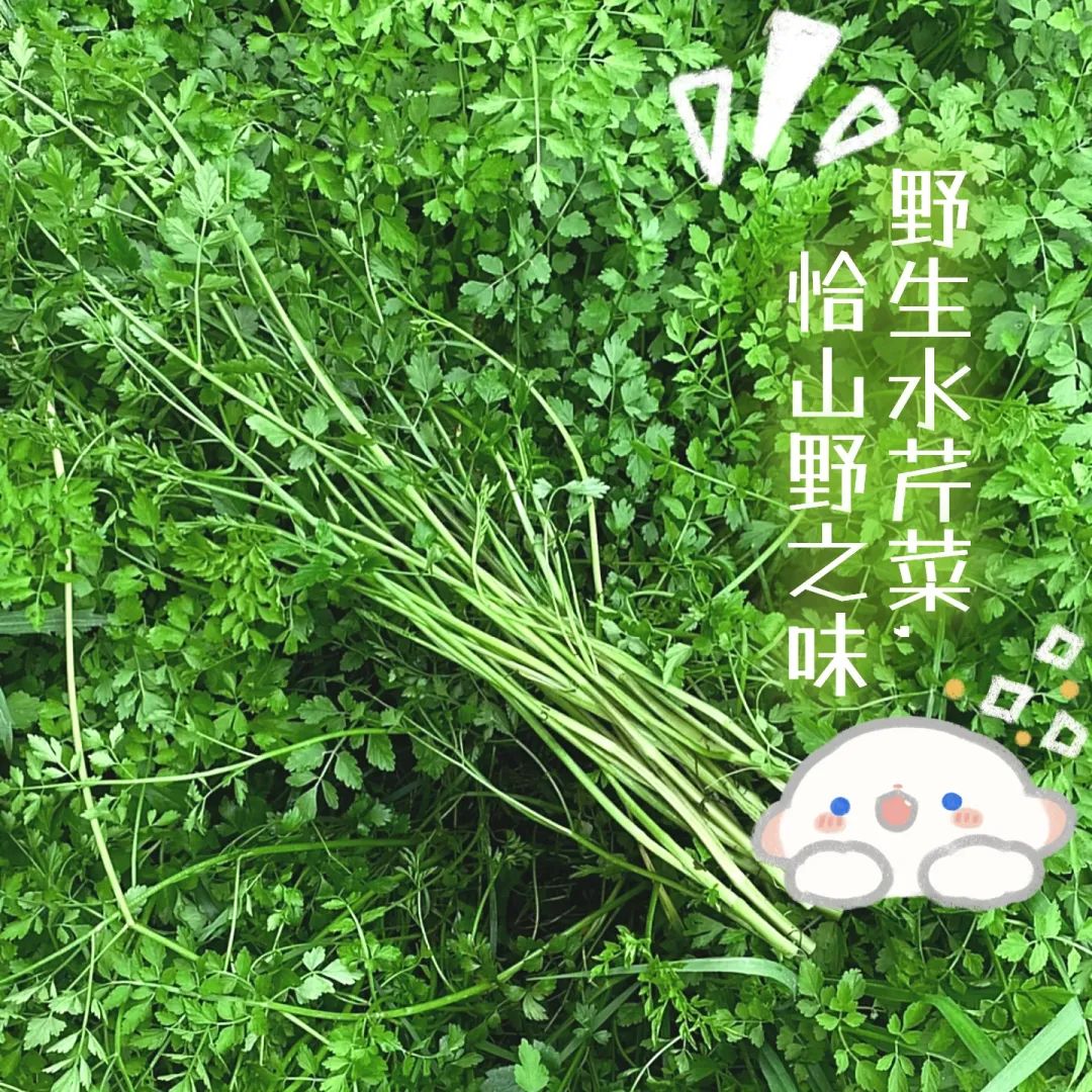红河日报