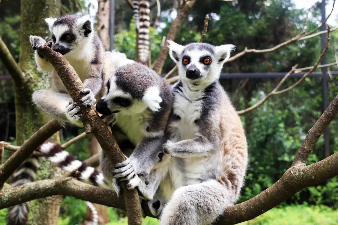 云南野生动物园