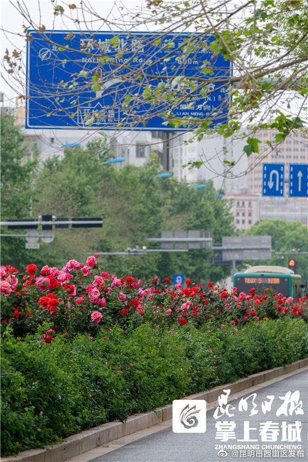 昆明市西山区发布