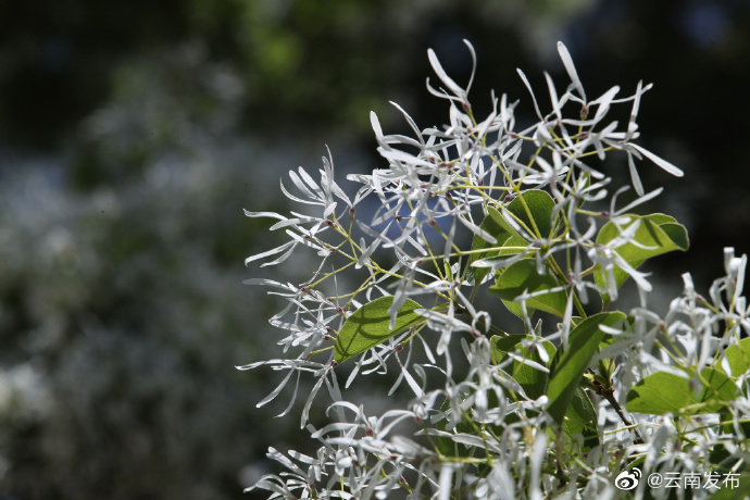 “云南发布”微博