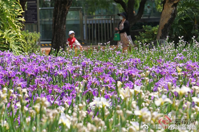 昆明市西山区发布