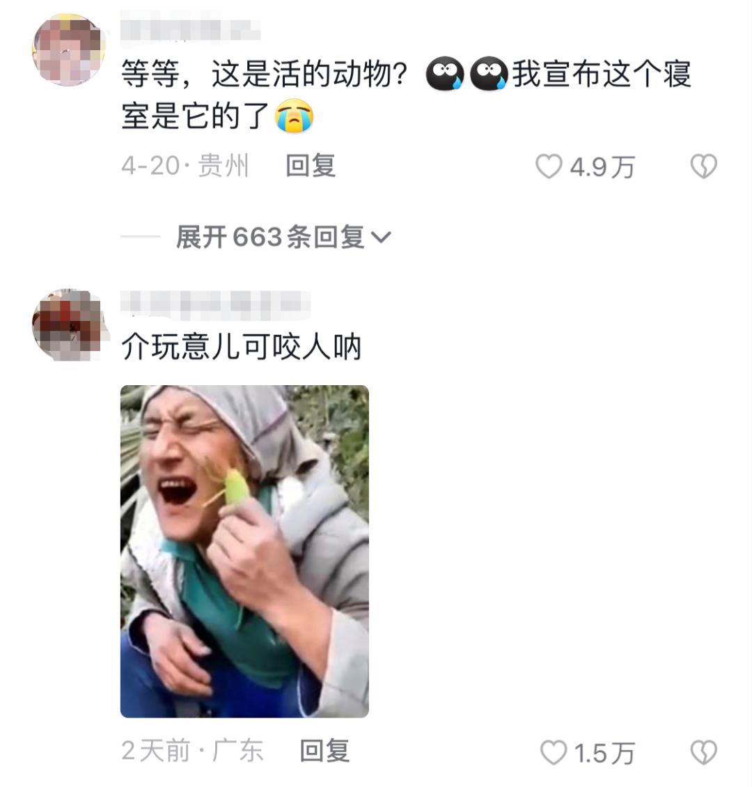 掌上春城