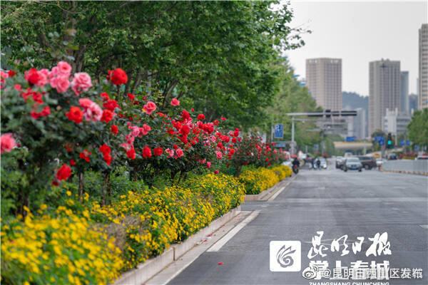 昆明市西山区发布