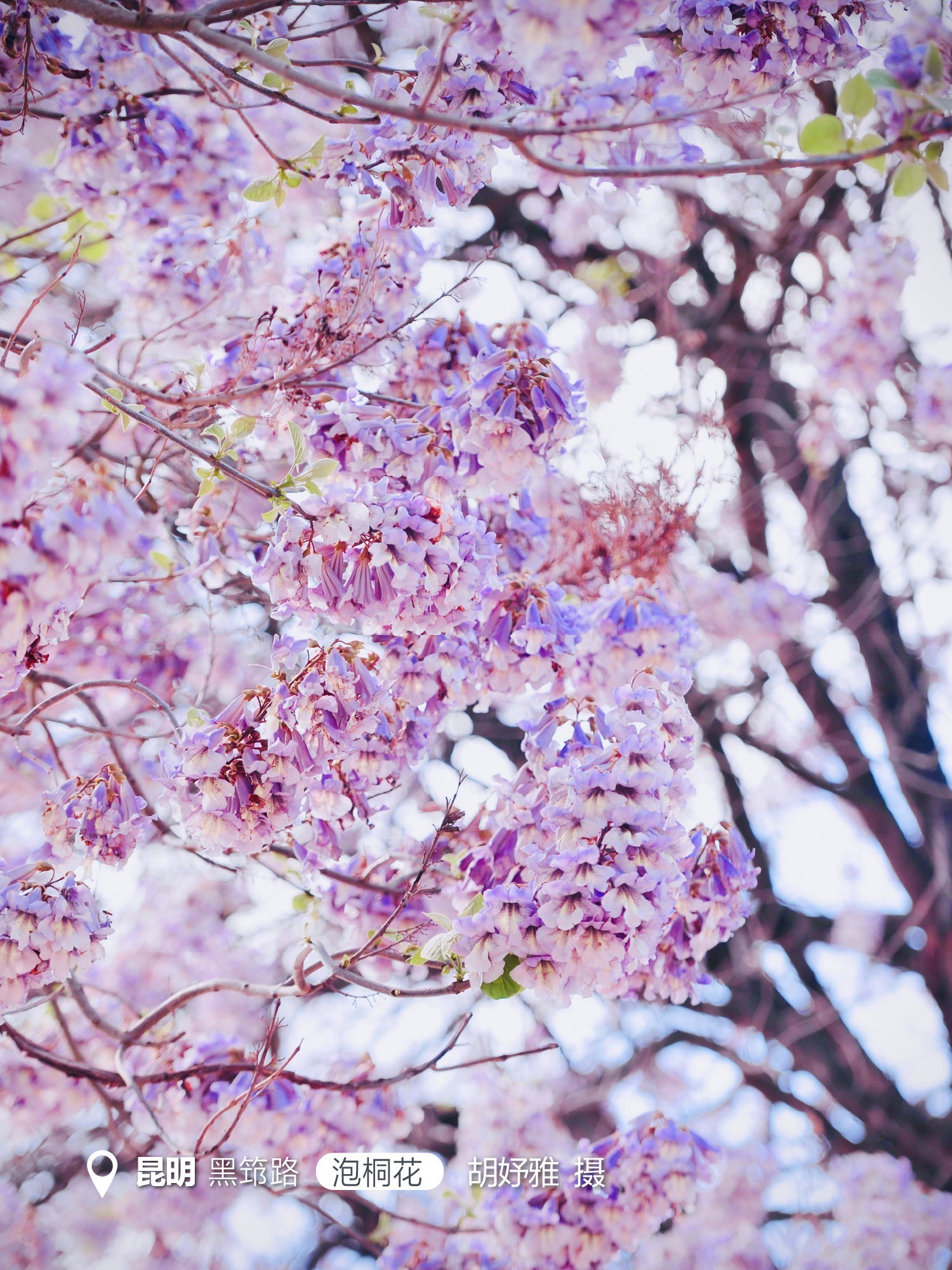 云南省文化和旅游厅