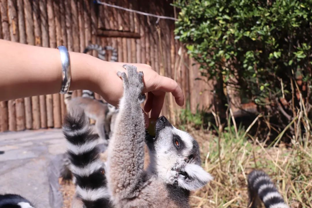 云南野生动物园