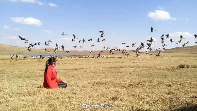 春城晚报