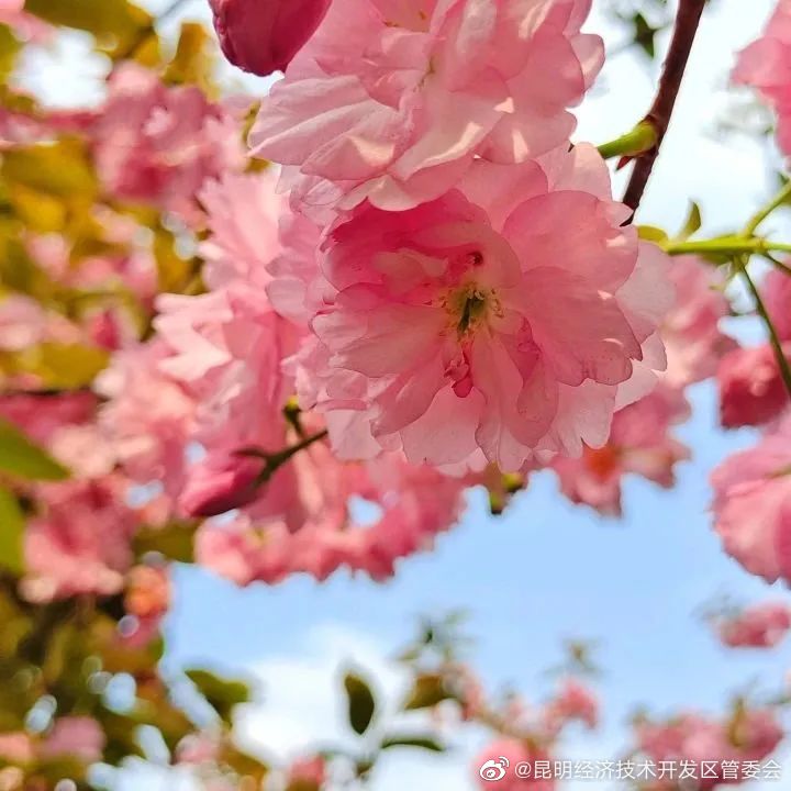 昆明经济技术开发区管委会