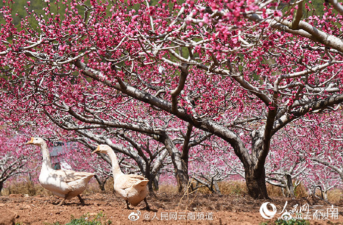 “云南发布”微博