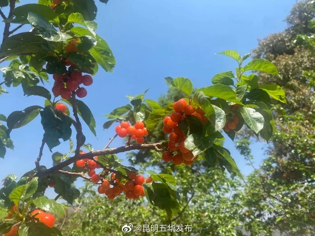 昆明五华发布