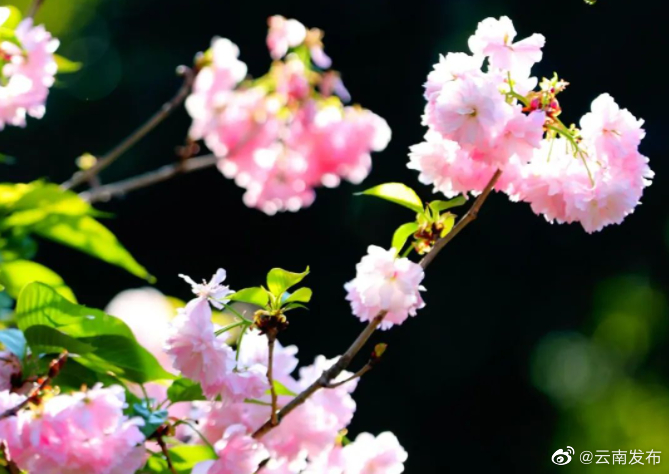 “云南发布”微博